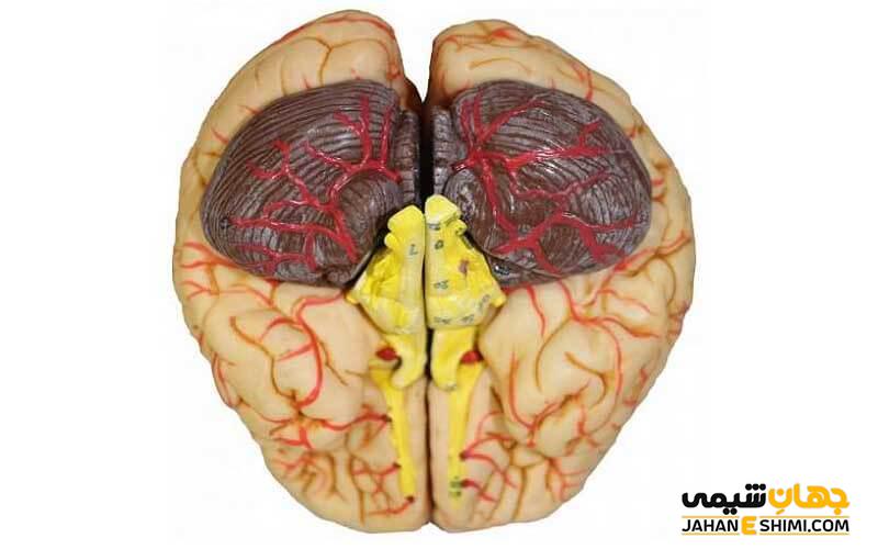 مولاژ مغز انسان چیست و قیمت خرید آن چقدر است؟
