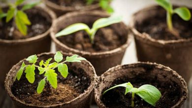 پیت ماس چیست؟ فواید و معایب استفاده از آن