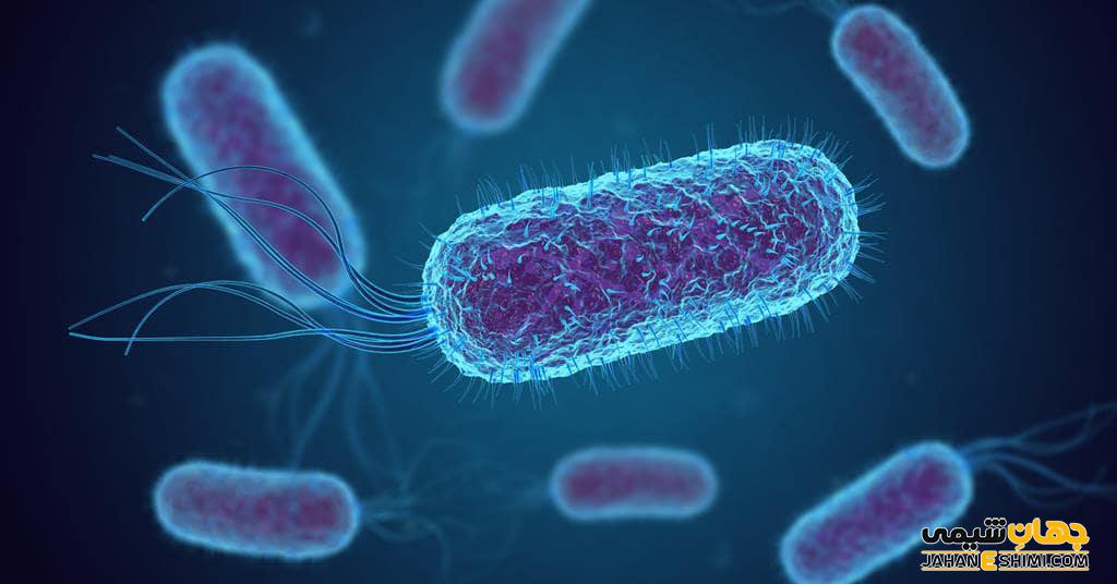 باکتری ای کولای (E. coli) چیست: روش های تشخیص و درمان آن کدام است؟