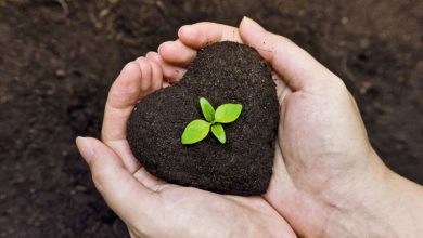 کود زیستی یا بیولوژیک چیست؟ فواید آن ها را بدانید