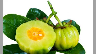 گارسینیا کامبوجیا چیست و از چه خواص دارویی برخوردار است؟