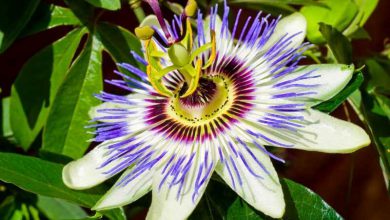گل ساعتی (Passiflora incarnate) از چه خواص دارویی برخوردار است؟