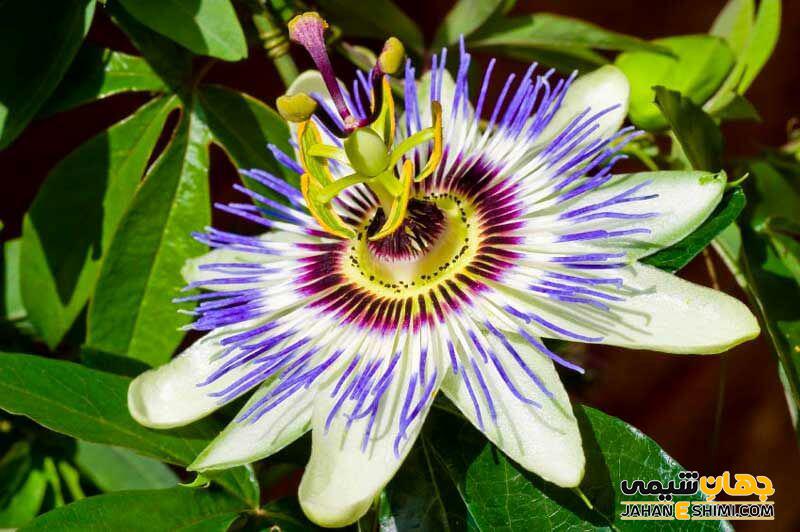 گل ساعتی (Passiflora incarnate) از چه خواص دارویی برخوردار است؟