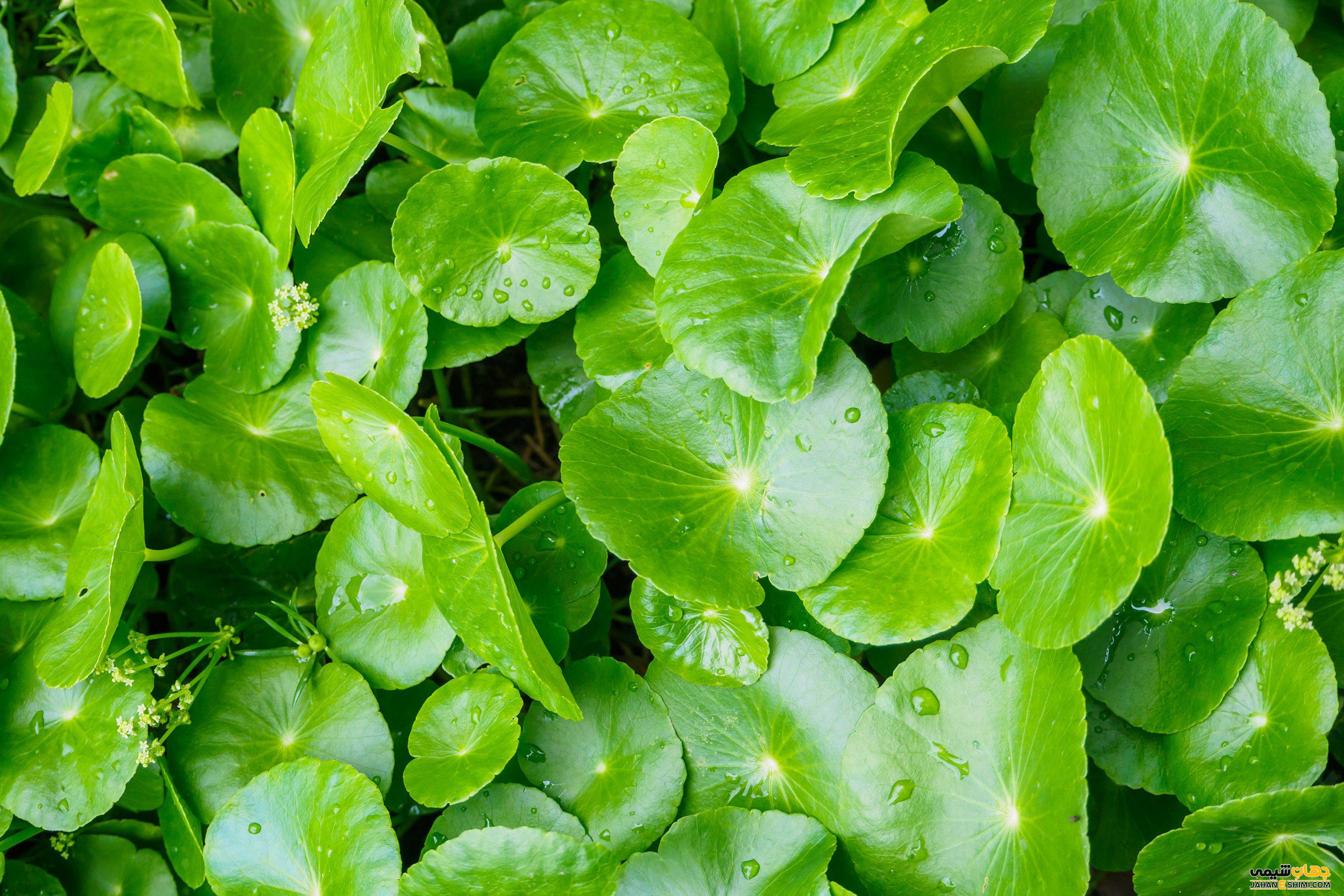 گیاه آب بشقابی چیست؟ خواص و نحوه مصرف آن