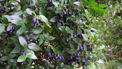گیاه مورد (Myrtus communis L) گیاهی دارویی با خواص شگفت انگیز