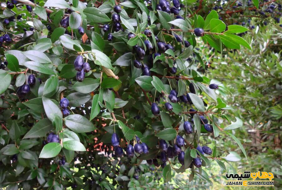 گیاه مورد (Myrtus communis L) گیاهی دارویی با خواص شگفت انگیز