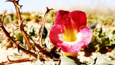 گیاه پنجه شیطان چیست؟ فواید و عوارض مصرف آن