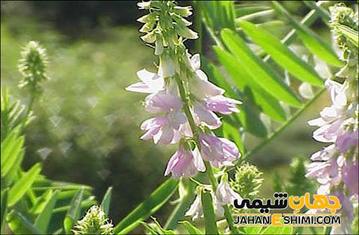 گیاه گالگا و خواص دارویی شگفت انگیز آن را بشناسیم | جهان شیمی فیزیک
