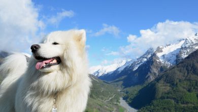 سگ نژاد ساموید چه ویژگی هایی دارد؟ قیمت خرید و فروش