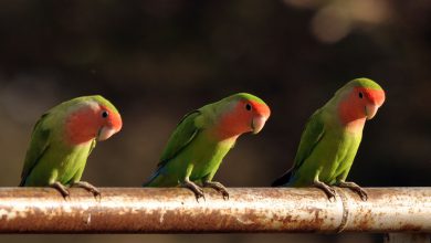 طوطی برزیلی چه ویژگی هایی دارد؟ قیمت خرید و فروش