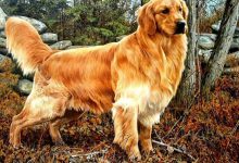 سگ نژاد گلدن رتریور چه ویژگی هایی دارد؟ قیمت و خرید