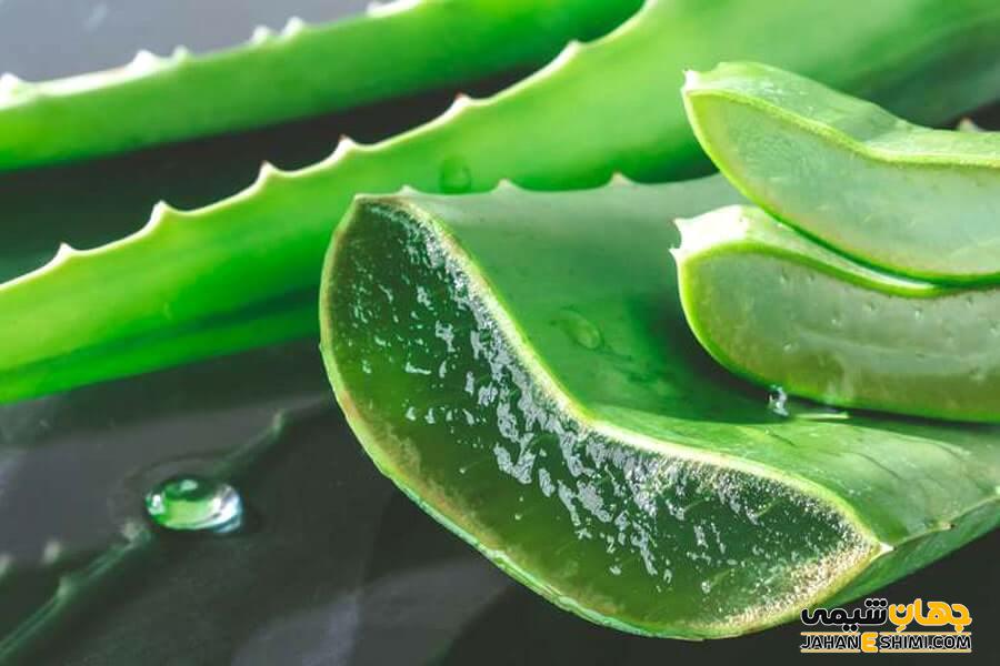 استفاده از آلوئه ورا در کاهش چربی موثر است