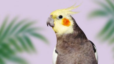 عروس هلندی چه ویژگی هایی دارد؟ قیمت خرید و فروش