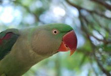 شاه طوطی چه ویژگی هایی دارد؟ قیمت خرید و فروش