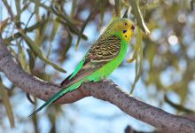 انواع مرغ عشق چه ویژگی هایی دارند؟ قیمت خرید و فروش