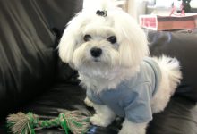 سگ نژاد مالتیز چه ویژگی هایی دارد؟ قیمت و خرید