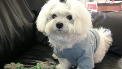 سگ نژاد مالتیز چه ویژگی هایی دارد؟ قیمت و خرید