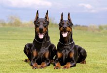 سگ نژاد دوبرمن چه ویژگی هایی دارد؟ قیمت و خرید