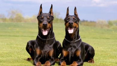 سگ نژاد دوبرمن چه ویژگی هایی دارد؟ قیمت و خرید