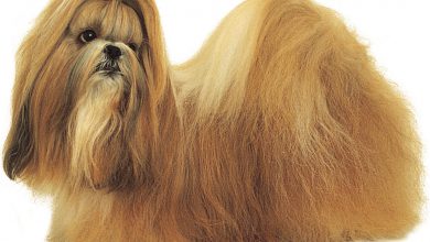 سگ نژاد شیتزو چه ویژگی هایی دارد؟ قیمت و خرید