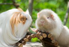 معرفی ویژگی ها و قیمت خرید و فروش خوکچه هندی