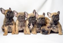 سگ نژاد بولداگ چه ویژگی هایی دارد؟ قیمت و خرید