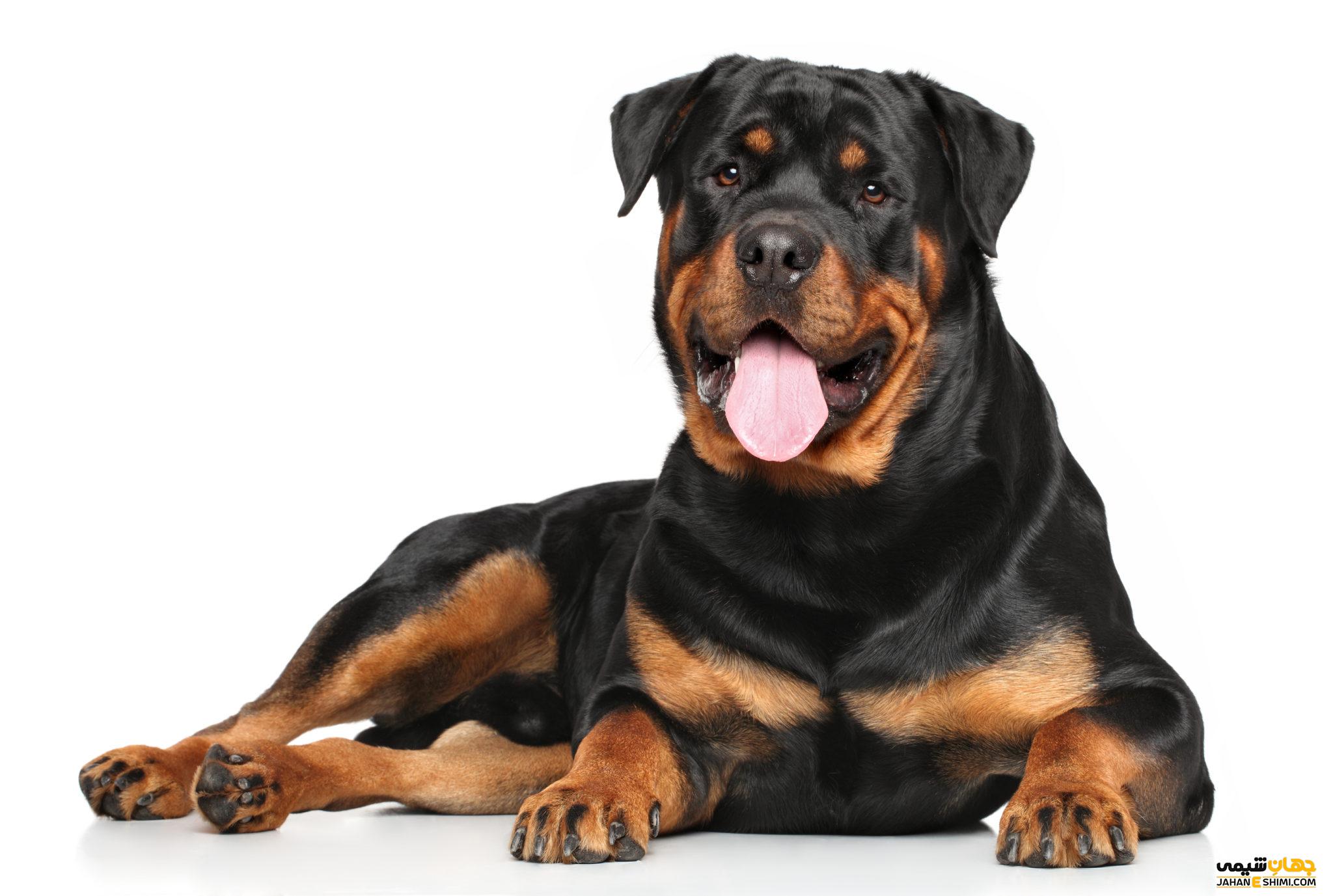 سگ نژاد روتوایلر چه ویژگی هایی دارد؟ قیمت و خرید