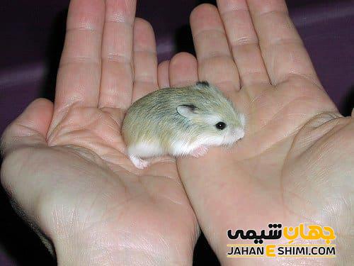 انواع همستر و قیمت خرید و فروش آن