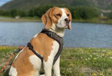 سگ نژاد بیگل چه ویژگی هایی دارد؟ قیمت و خرید
