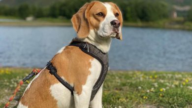 سگ نژاد بیگل چه ویژگی هایی دارد؟ قیمت و خرید