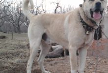  سگ نژاد سرابی چه ویژگی هایی دارد؟ قیمت و خرید