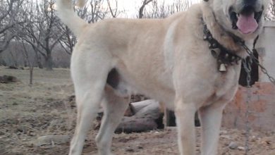  سگ نژاد سرابی چه ویژگی هایی دارد؟ قیمت و خرید