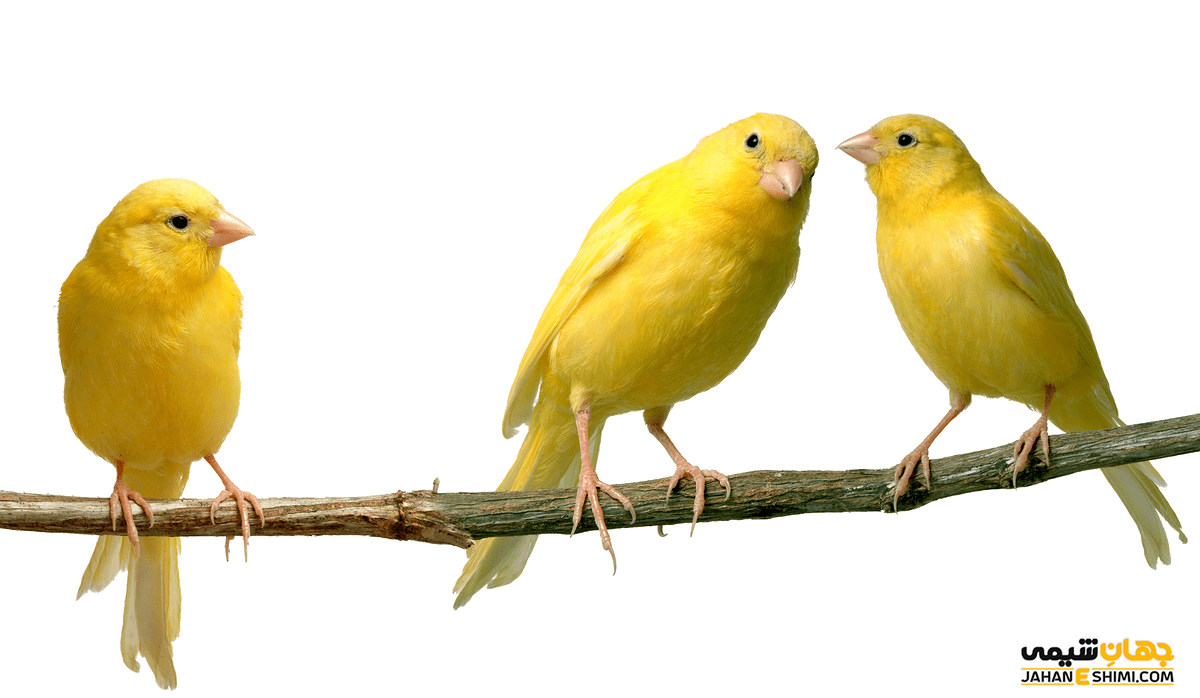 انواع قناری ها چه ویژگی هایی دارند؟ قیمت خرید و فروش