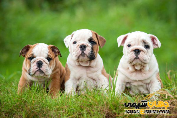 سگ نژاد بولداگ چه ویژگی هایی دارد؟ قیمت و خرید