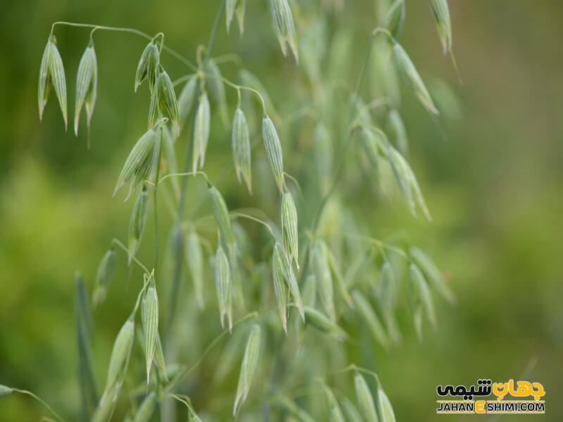 آیا مصرف جو دوسر تداخل دارویی دارد؟