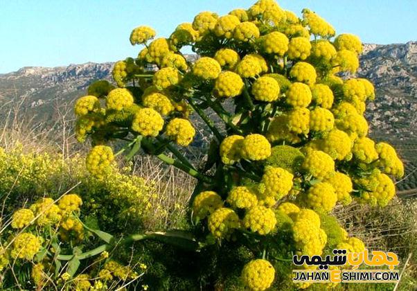 گیاه باریجه چیست؟ فواید و عوارض مصرف آن