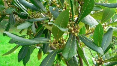 برگ بو گیاهی دارویی با خواص و فواید بی نظیر درمانی