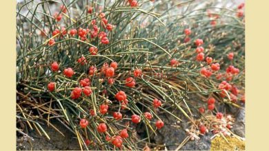 معرفی گیاه ارمک - افدرا: بوم‌ شناختی، رویشگاهی و ریخت‌ شناختی