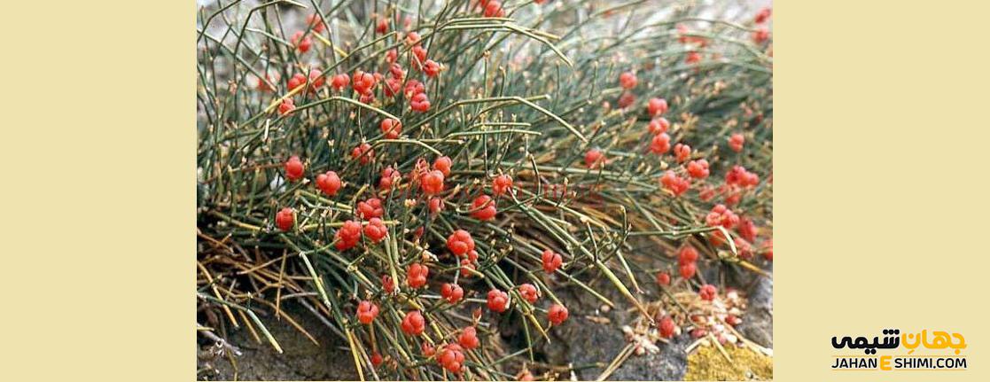 معرفی گیاه ارمک - افدرا: بوم شناختی، رویشگاهی و ریخت شناختی