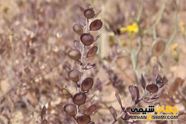 آشنایی با دمنوش گیاهی قدومه شیرازی و طریقه مصرف آن