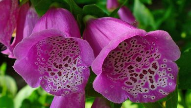 دیژیتال گیاهی دارویی با خواص فوق العاده و بی نظیر