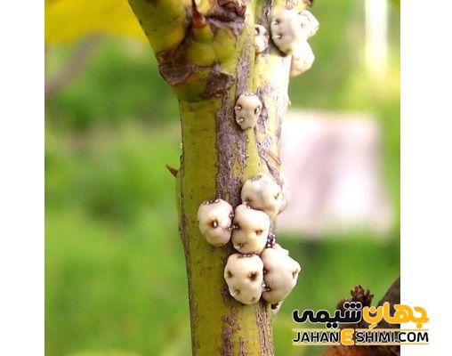 روش تهیه گزانگبین چگونه است