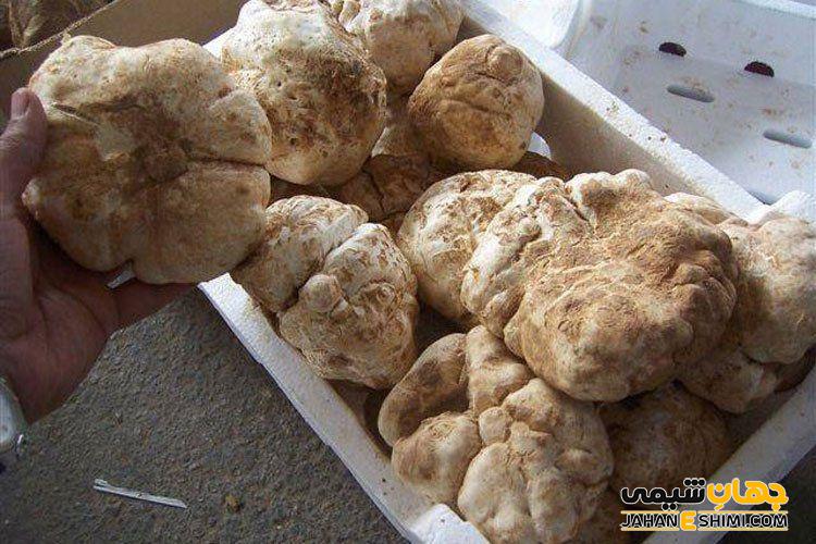 روغن ترافل سفید