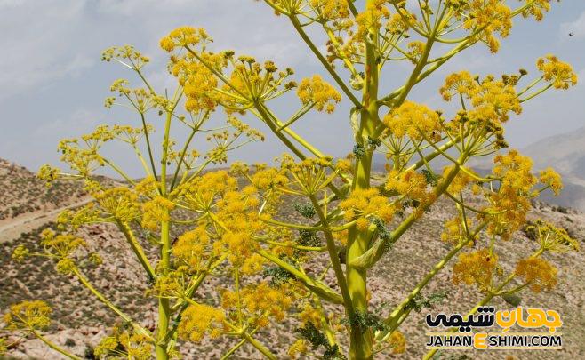 گیاه باریجه چیست؟ فواید و عوارض مصرف آن