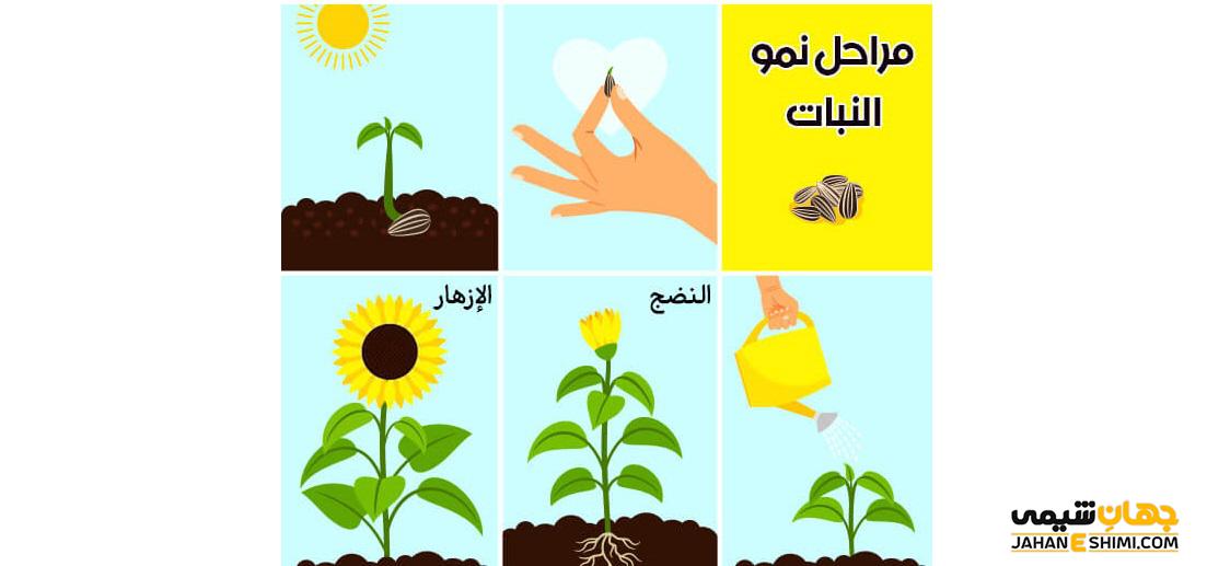 شرایط مورد نیاز مراحل رشد دانه