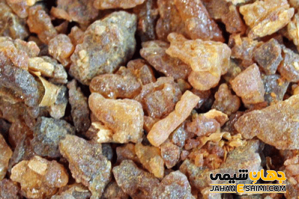 گیاه باریجه چیست؟ فواید و عوارض مصرف آن