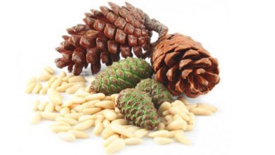 چلغوز چیست و چه خواصی دارد؟