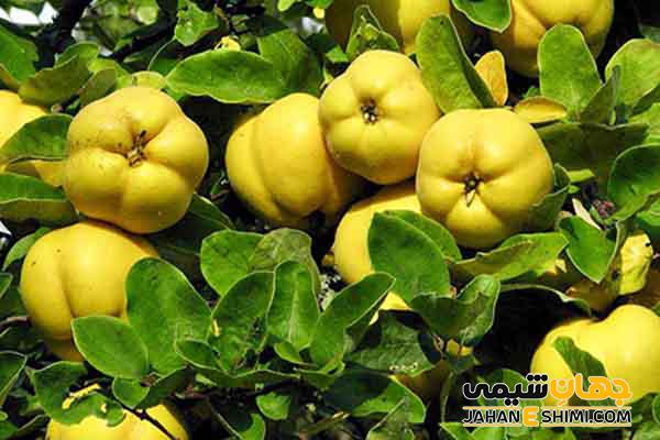 هر آنچه از خواص و عوارض عرق به دانه و برگ به باید بدانید