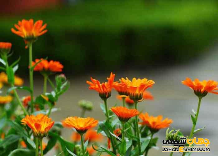 خواص عرق گل همیشه بهار یا کالاندولا