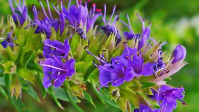 خواص عرق گل زوفا، این گیاه دارویی خاص را بدانید